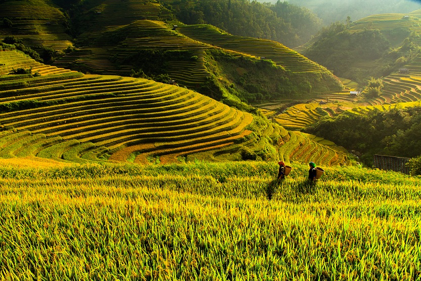 Mu Cang Chai Rice fields on terraced in Yen Bai